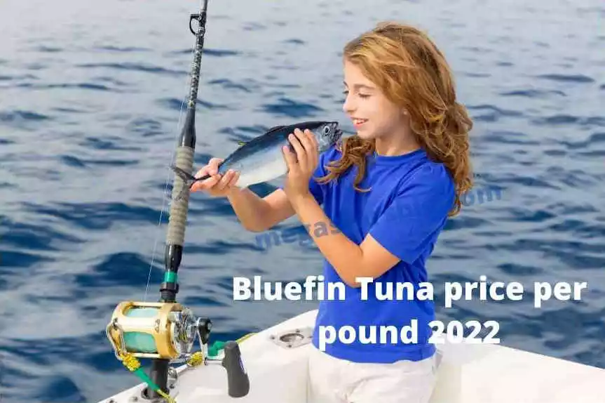 Bluefin Tuna Price Per Pound