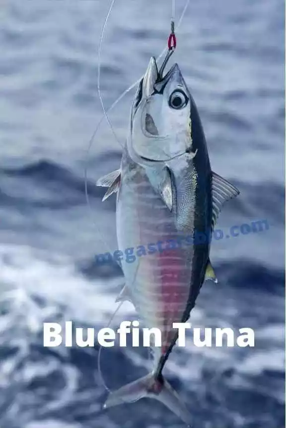 Bluefin Tuna