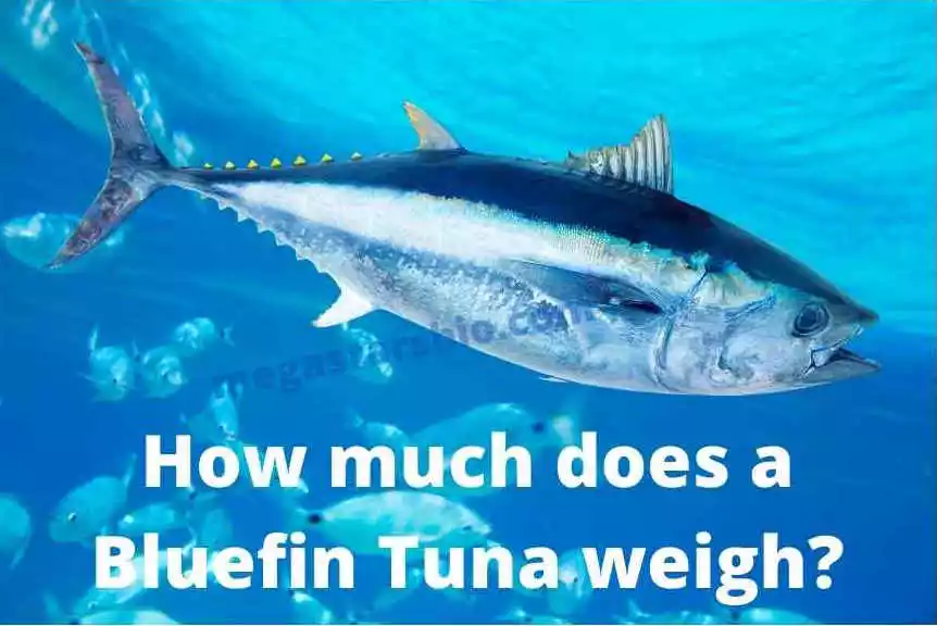 How much does a bluefin tuna weigh