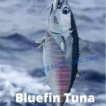 How Much Does Bluefin Tuna Cost?