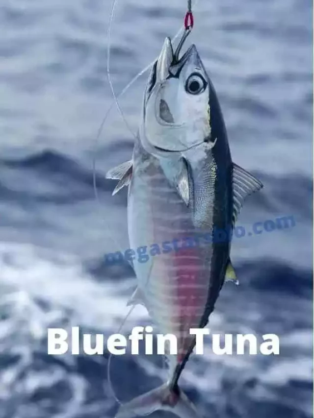 How Much Does Bluefin Tuna Cost?