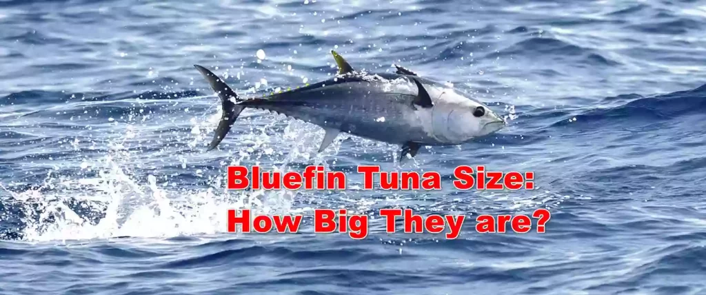 Bluefin Tuna Size How Big they are