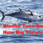 Bluefin Tuna Size How Big they are