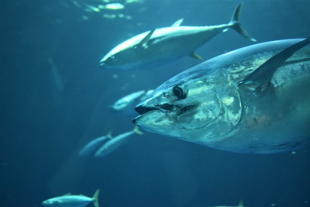 Where Are Bluefin Tuna Found