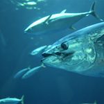 Where Are Bluefin Tuna Found