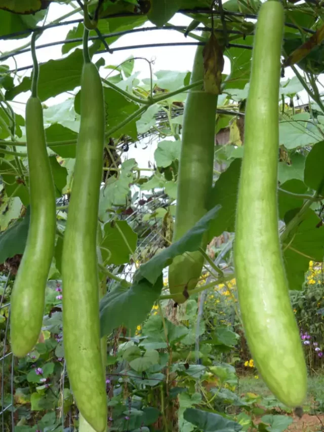 Benefits of eating Bottle Gourd