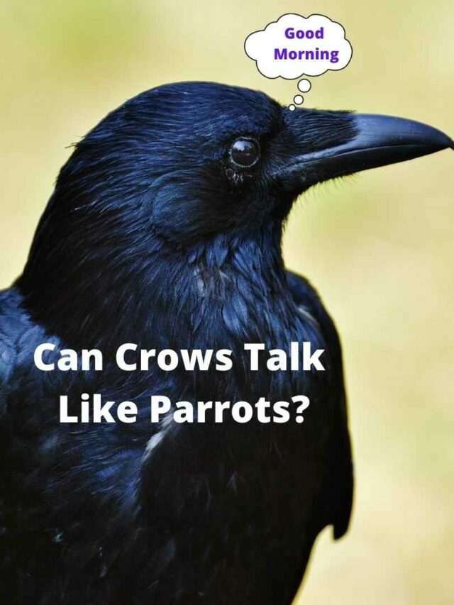 Can Crows Talk Like Parrots?