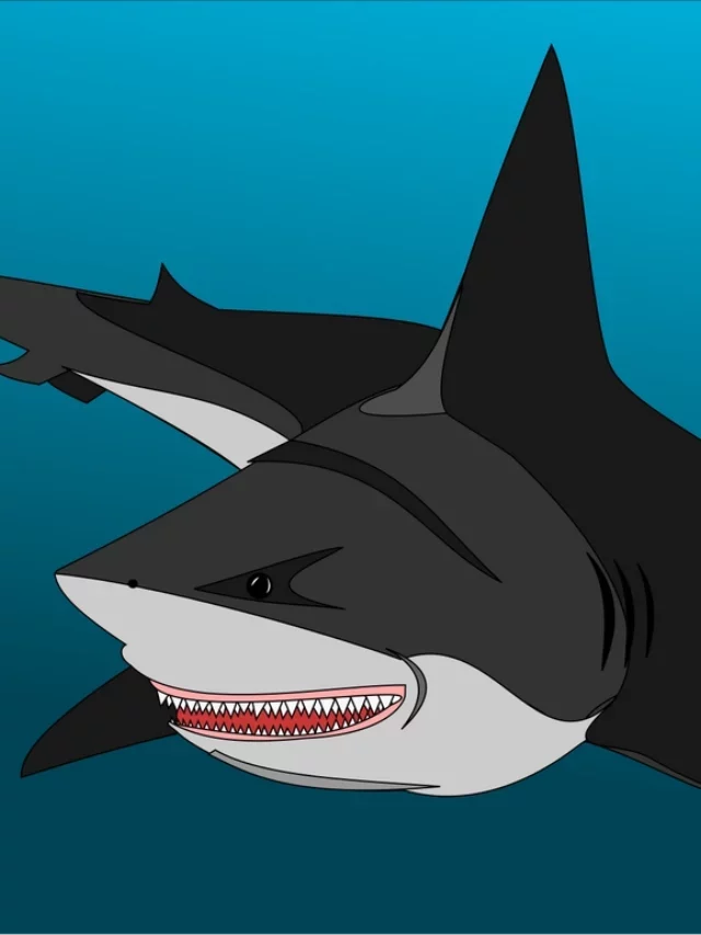Swimmer Injured By The Shark Attack In California